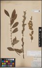 Foto von Salix cinerea L.